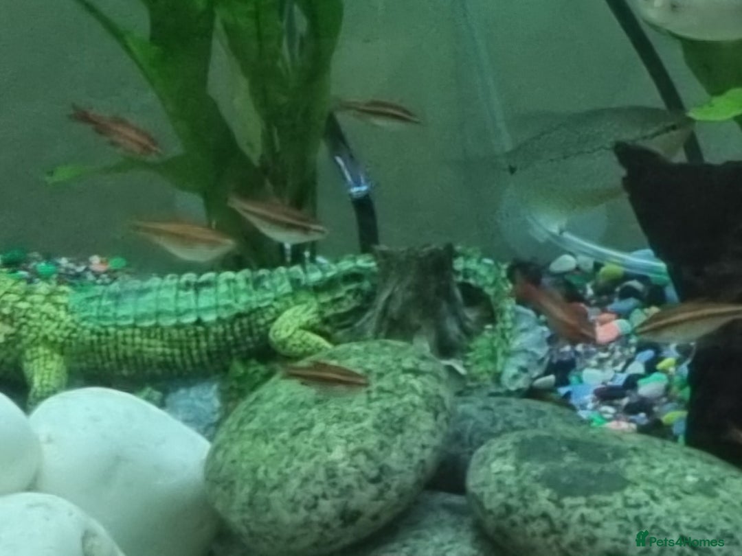 Tetras fish for sale: Different variety of tropical fish  - Advert 6