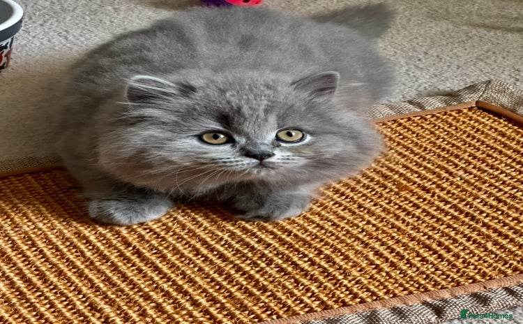 British Shorthair cats - Advert 4