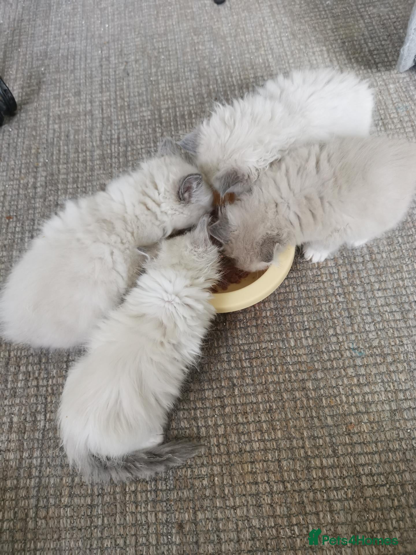 Ragdoll cats Traditional & Cherubim Ragdoll Kittens -  TICA - Advert 1
