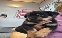 Rottweiler dogs for sale: Rottweiler puppy - Image 10