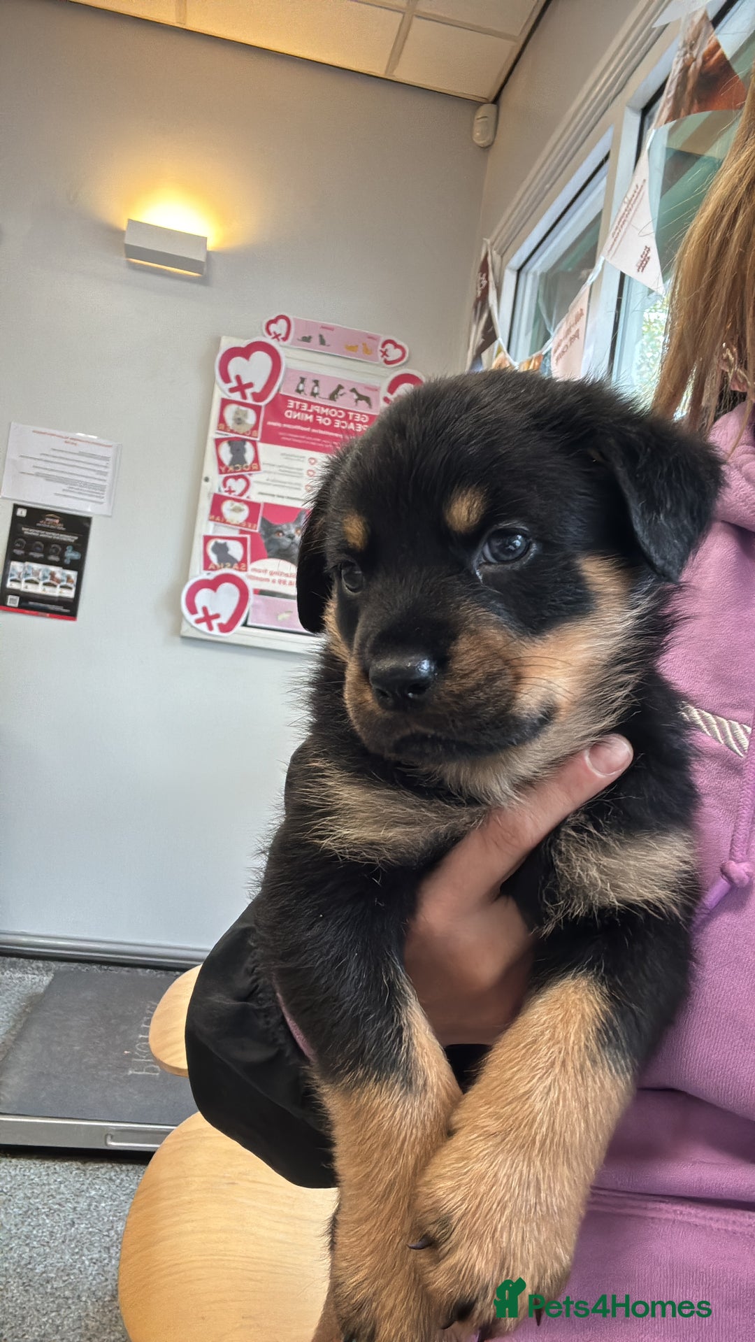 Rottweiler dogs for sale: Rottweiler puppy - Image 10