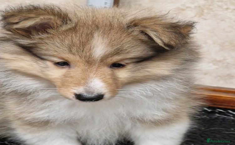 Shetland Sheepdog dogs - Advert 1