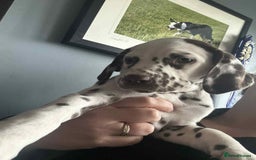 Dalmatian dogs for sale: KC Dalmatian Puppies  - Advert 29