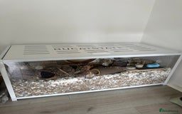 Hamster rodents for sale: Syrian Hamster  - Image 11