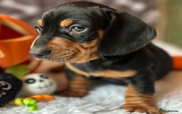 Dachshund dogs for sale: Beautiful Dachshund Puppies Ready to go 8th Nov  - Image 30