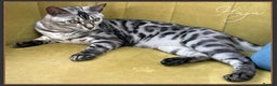 Bengal cats for sale: Silver Spotted Bengal Siblings Haja And Tala - Advert 12