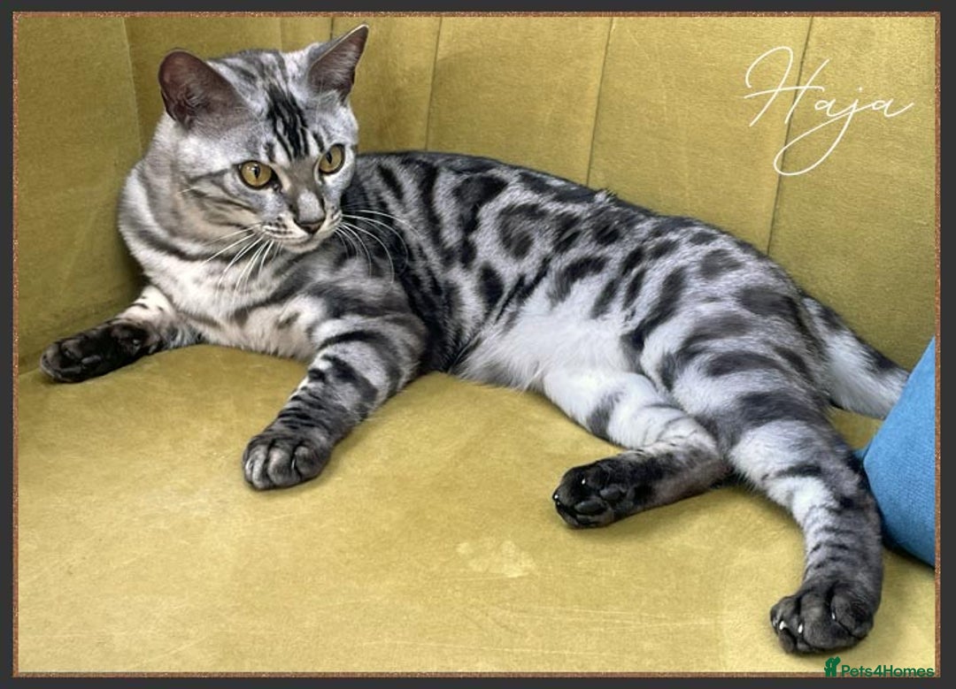 Bengal cats for sale: Silver Spotted Bengal Siblings Haja And Tala - Image 12