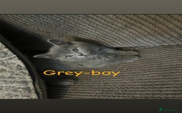 British Shorthair cats for sale: Stunning British short hair 4 sale  - Image 6