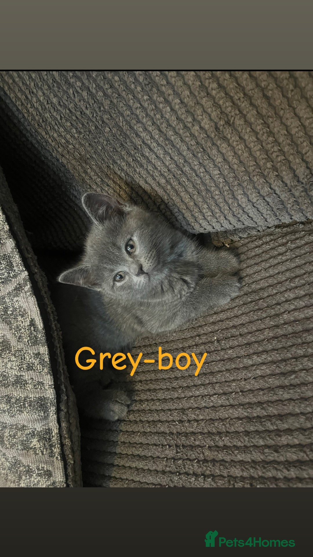 British Shorthair cats for sale: Stunning British short hair 4 sale  - Image 6
