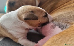 English Bull Terrier dogs for sale: English bull terrier puppies KC registered  - Image 4