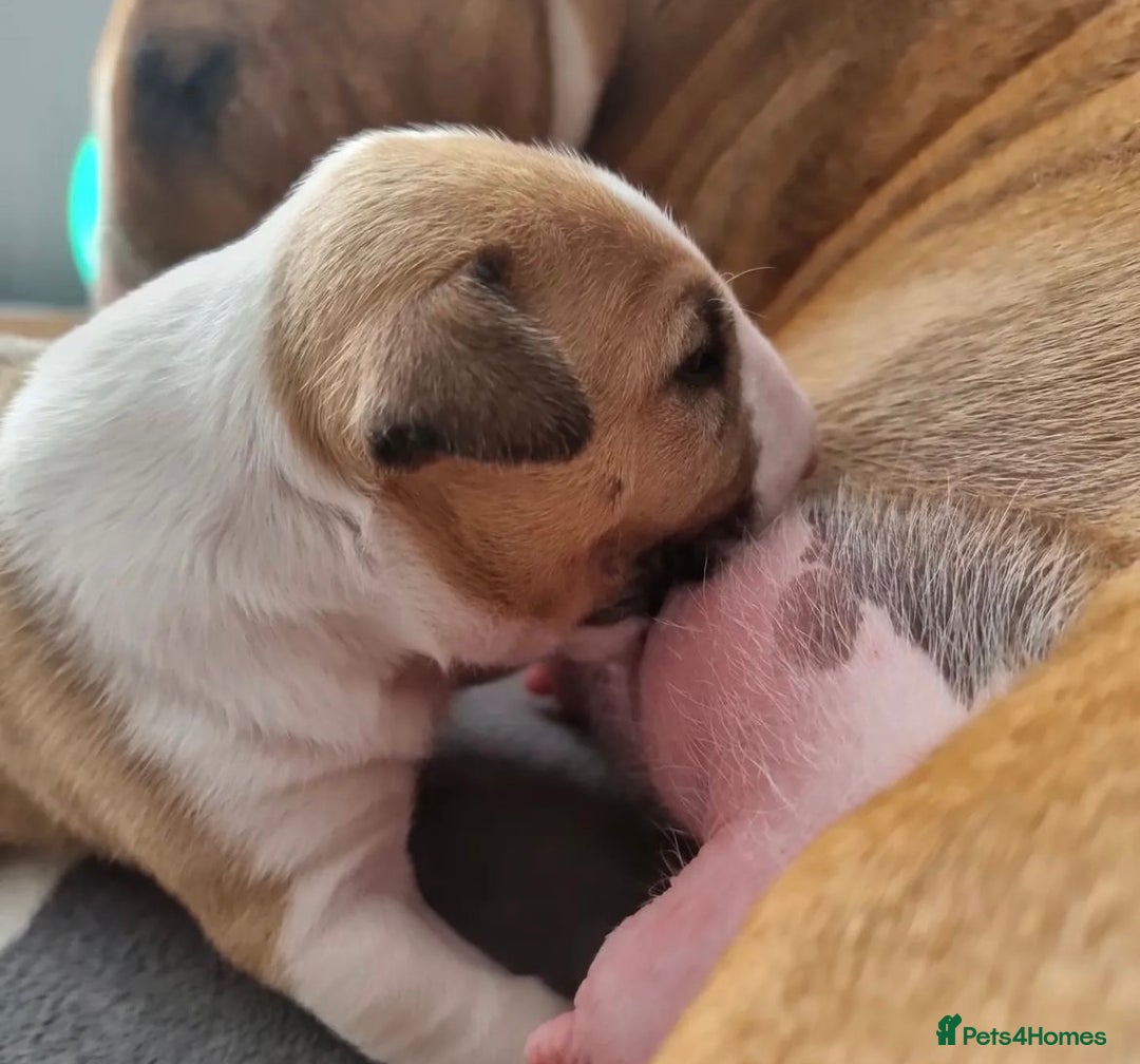 English Bull Terrier dogs for sale: English bull terrier puppies KC registered  - Image 4