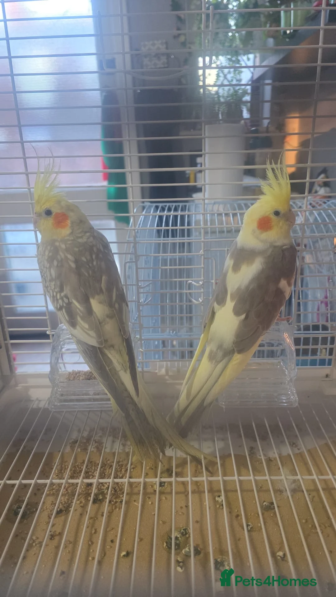 Cockatiels birds for sale: Fully grown cockatiels pair in Oldham - Advert 1