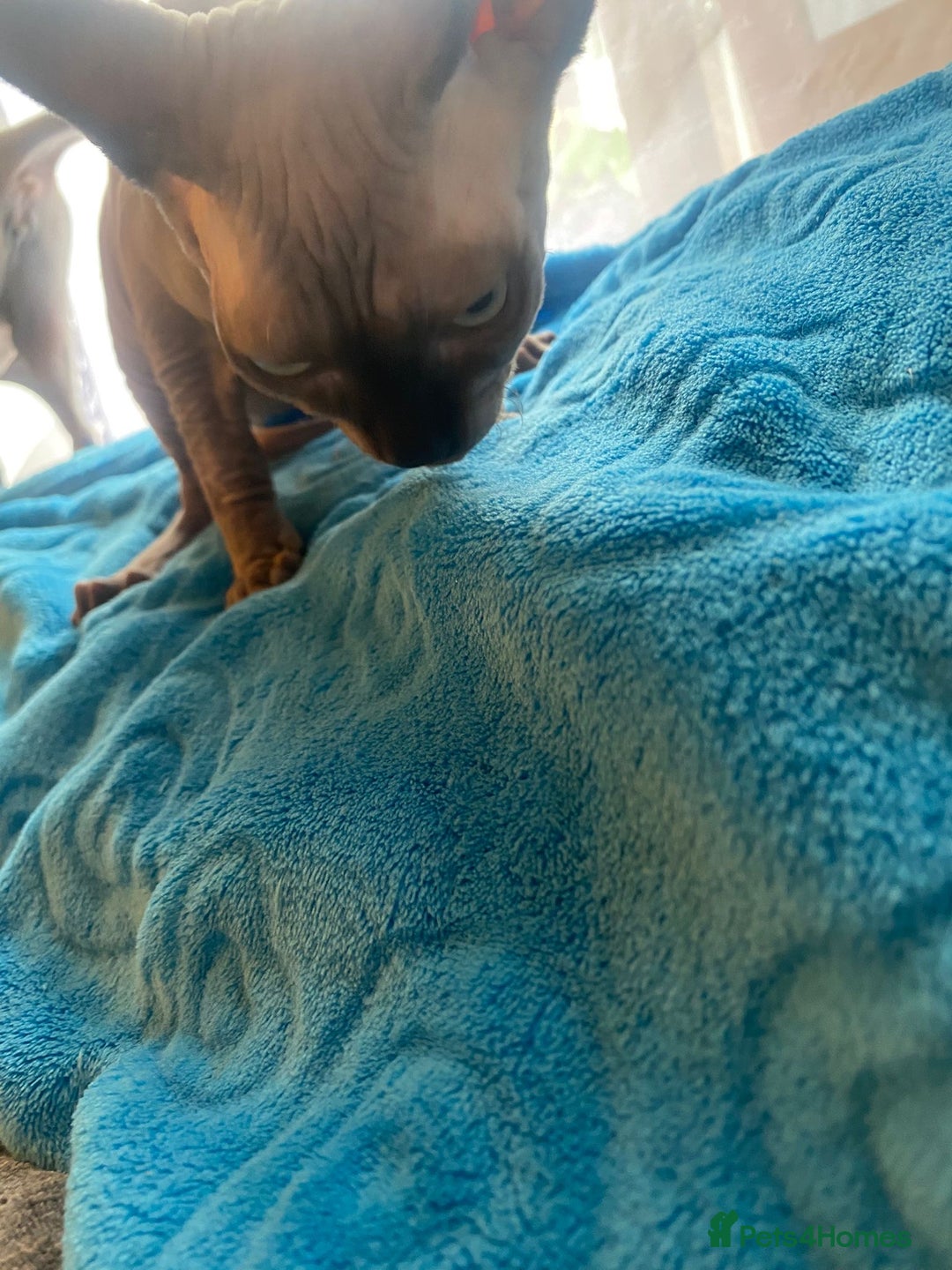 Sphynx cats for sale: Sphinx kitten ready now - Image 15