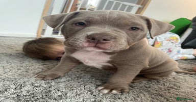 American Bully dogs - Advert 5