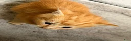 Mixed Breed cats for sale: kittens for sale Maine coon crosses  in Warminster - Advert 2