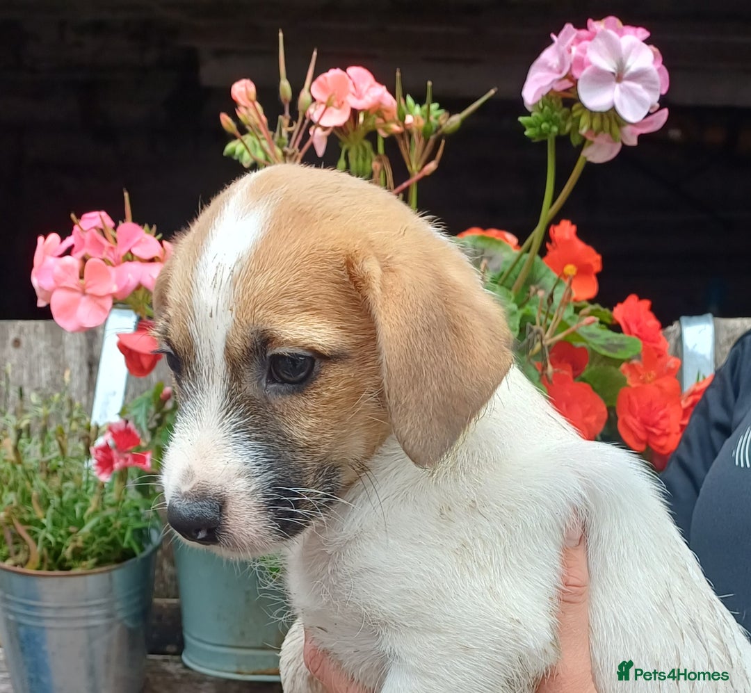 Jack Russell dogs for sale: Adorable Jack Russel Puppies  - Image 6