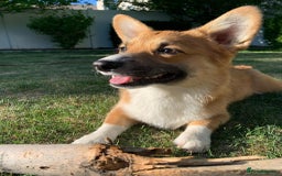 Welsh Corgi Pembroke dogs for sale: Lovely Welsh Corgi Pembroke Looking For A Home - Image 6