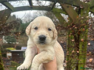 Golden Retriever dogs Beautiful English Cream Golden Retriever Puppy's - Advert 4
