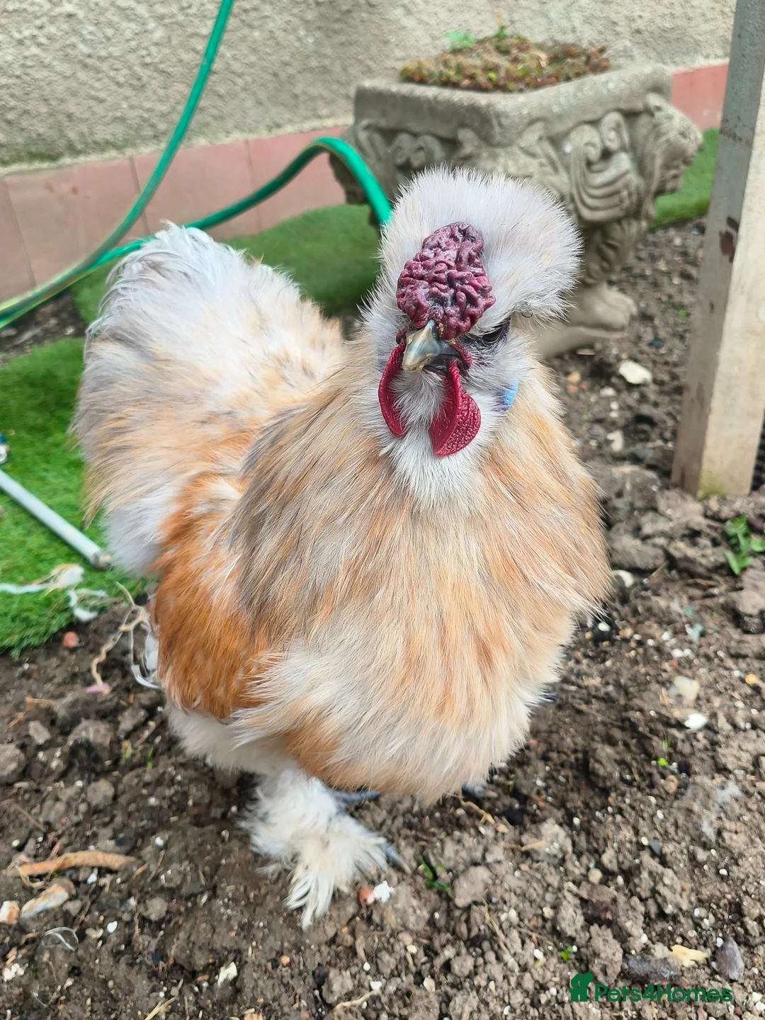 Chickens poultry for sale: Silki roosters - Advert 6