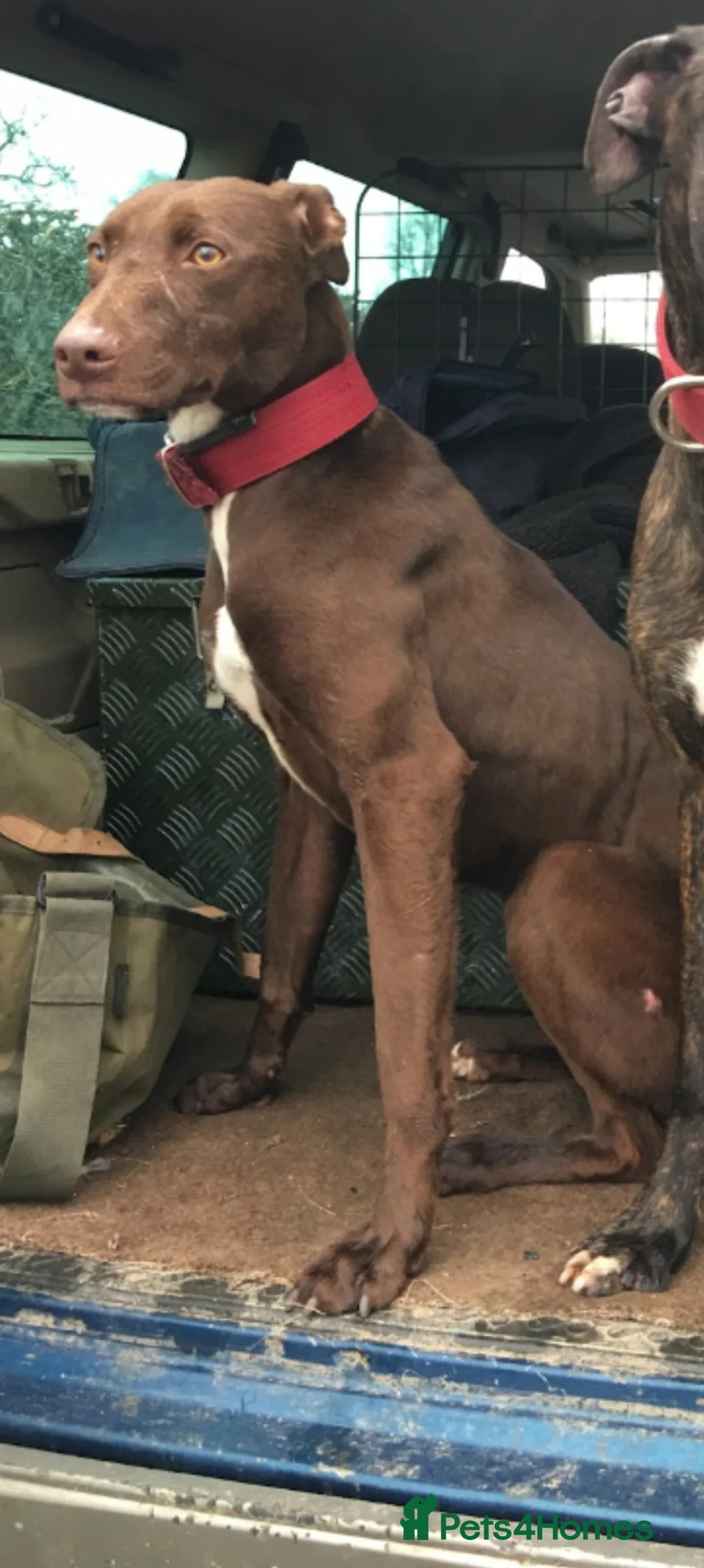 Lurcher dogs for sale: Lurcher puppies  in Northwich - Advert 10