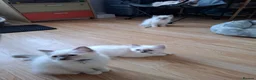 Ragdoll cats for sale: Beautiful Ragdoll kittens - Advert 7
