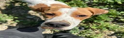 Pointer dogs for adoption: Remi (English Pointer) in Bedford - Advert 19