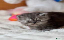 Exotic cats for sale: Superb Exotic Chinchilla kittens - Health tested  - Image 7