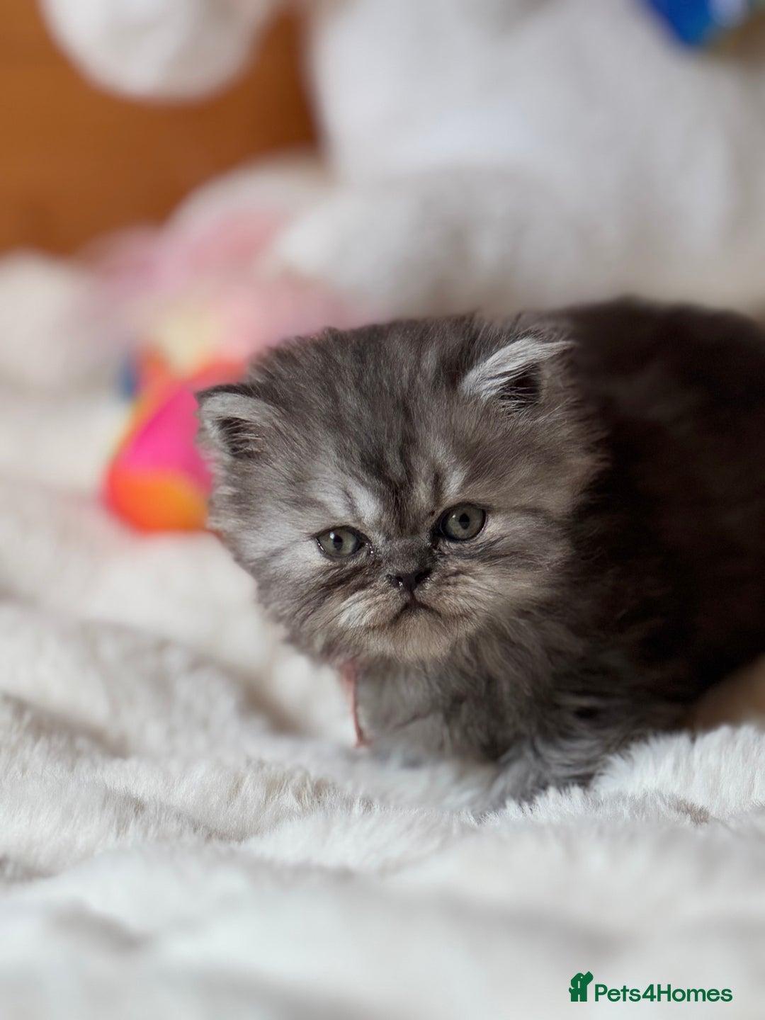 Exotic cats for sale: Superb Exotic Chinchilla kittens - Health tested  - Image 7