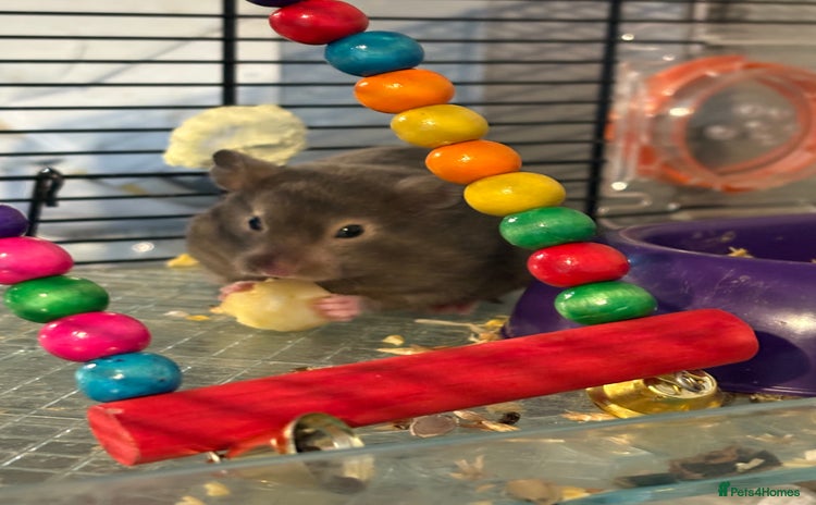 Hamster rodents - Advert 14