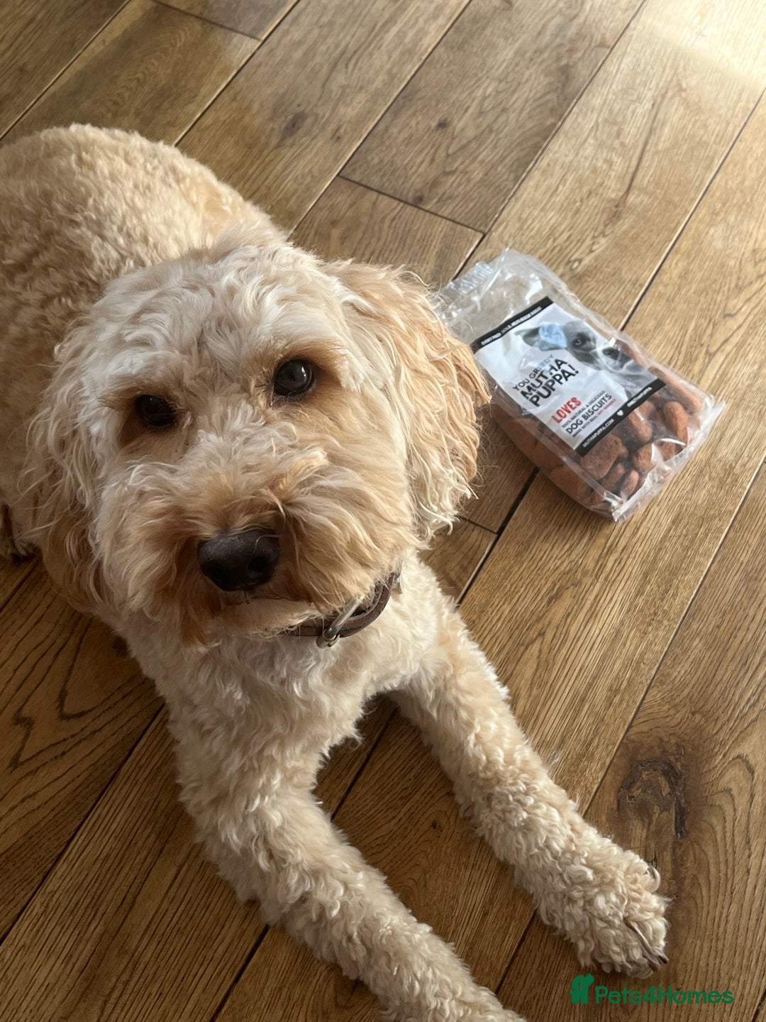 Cockapoo dogs for sale: Teddy Cockapoo - Aged 4 for rehoming. FREE - Advert 2