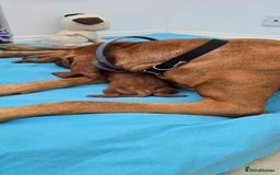 Hungarian Vizsla dogs for sale: Adorable vizsla puppies, exceptional pedigree - Image 27