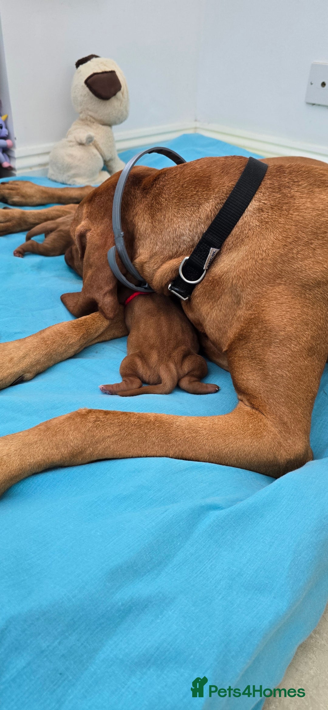 Hungarian Vizsla dogs for sale: Adorable vizsla puppies, exceptional pedigree - Image 27