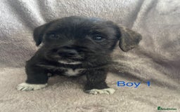 Mixed Breed dogs for sale: Jack Russell x westie  - Image 4