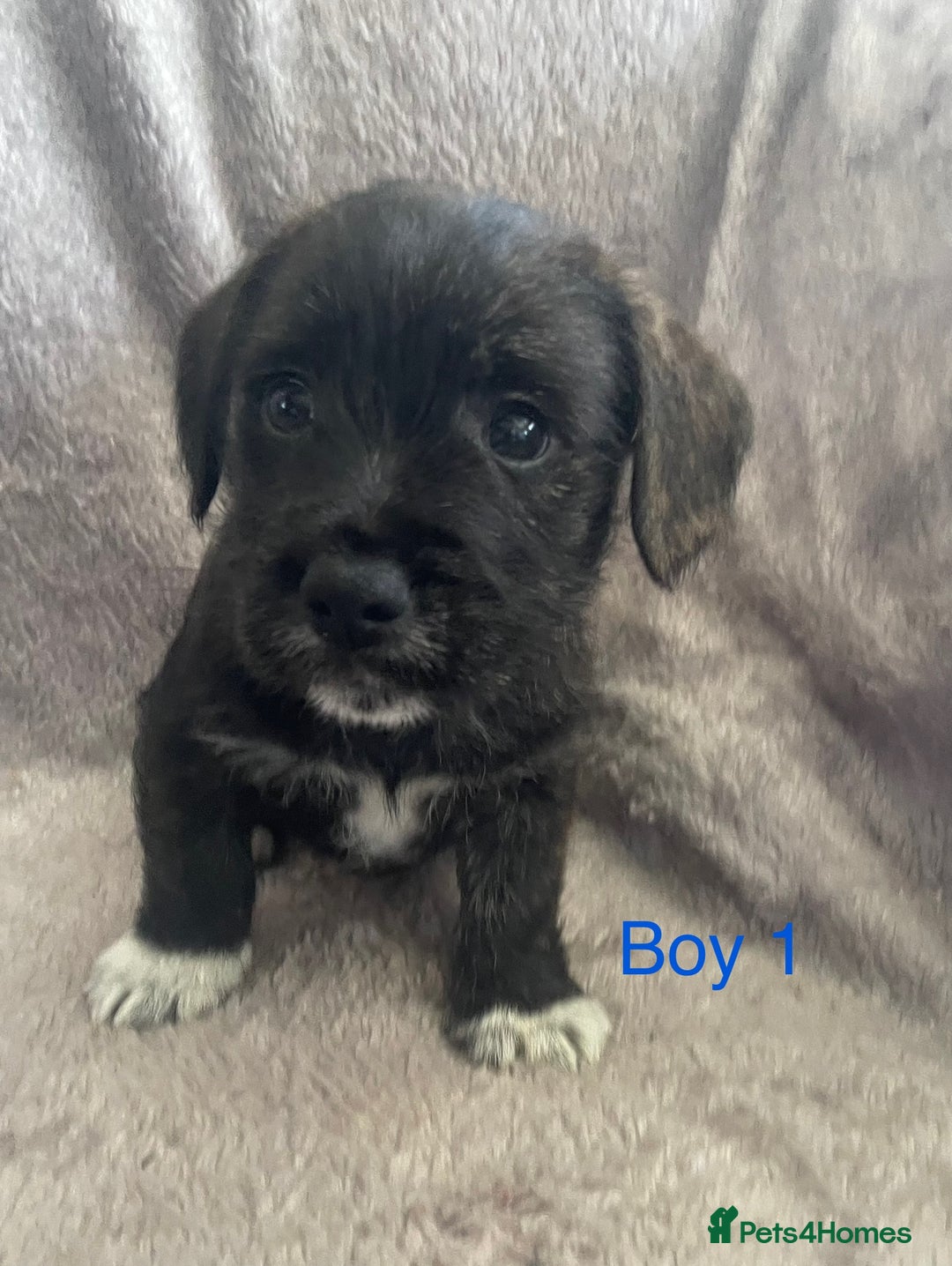 Mixed Breed dogs for sale: Jack Russell x westie  - Image 4