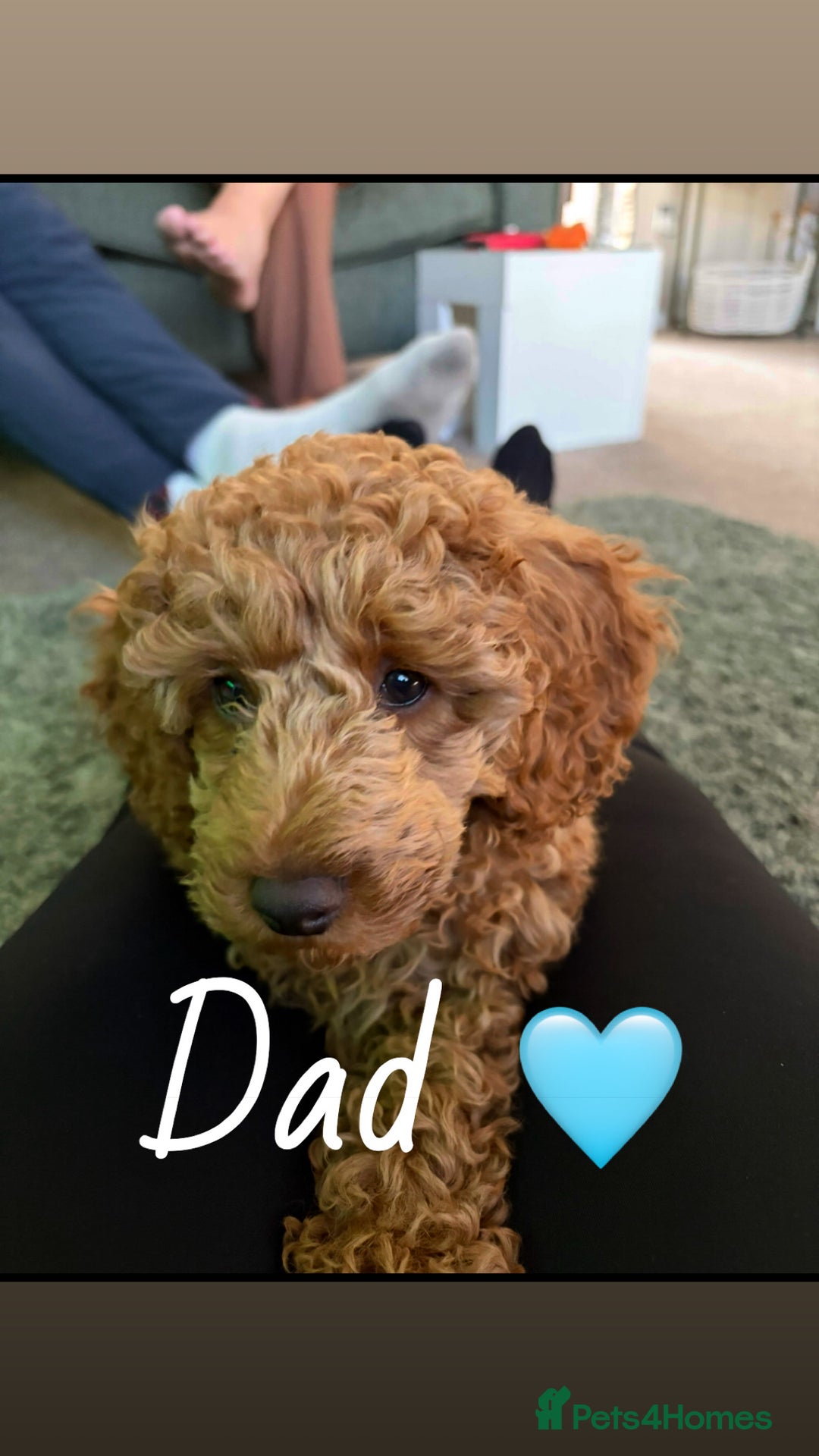 Cockapoo dogs for sale: F1B Cockapoo’s - Advert 2