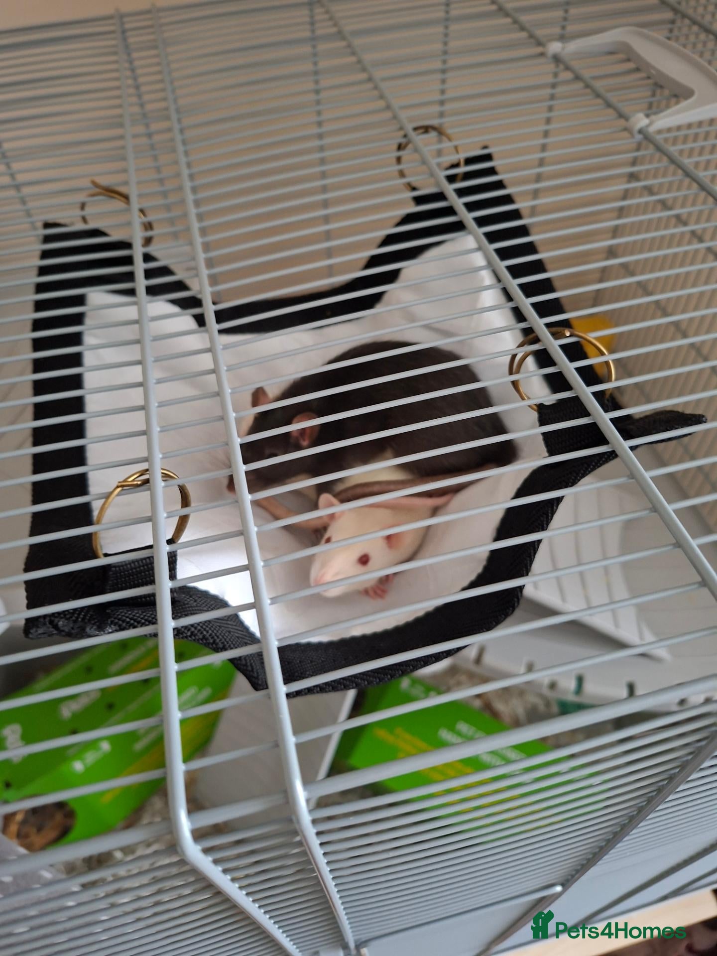 Rat rodents Phantom and casper - Advert 3