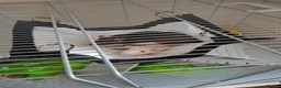 Rat rodents for sale: Phantom and casper in Bridgwater - Advert 1