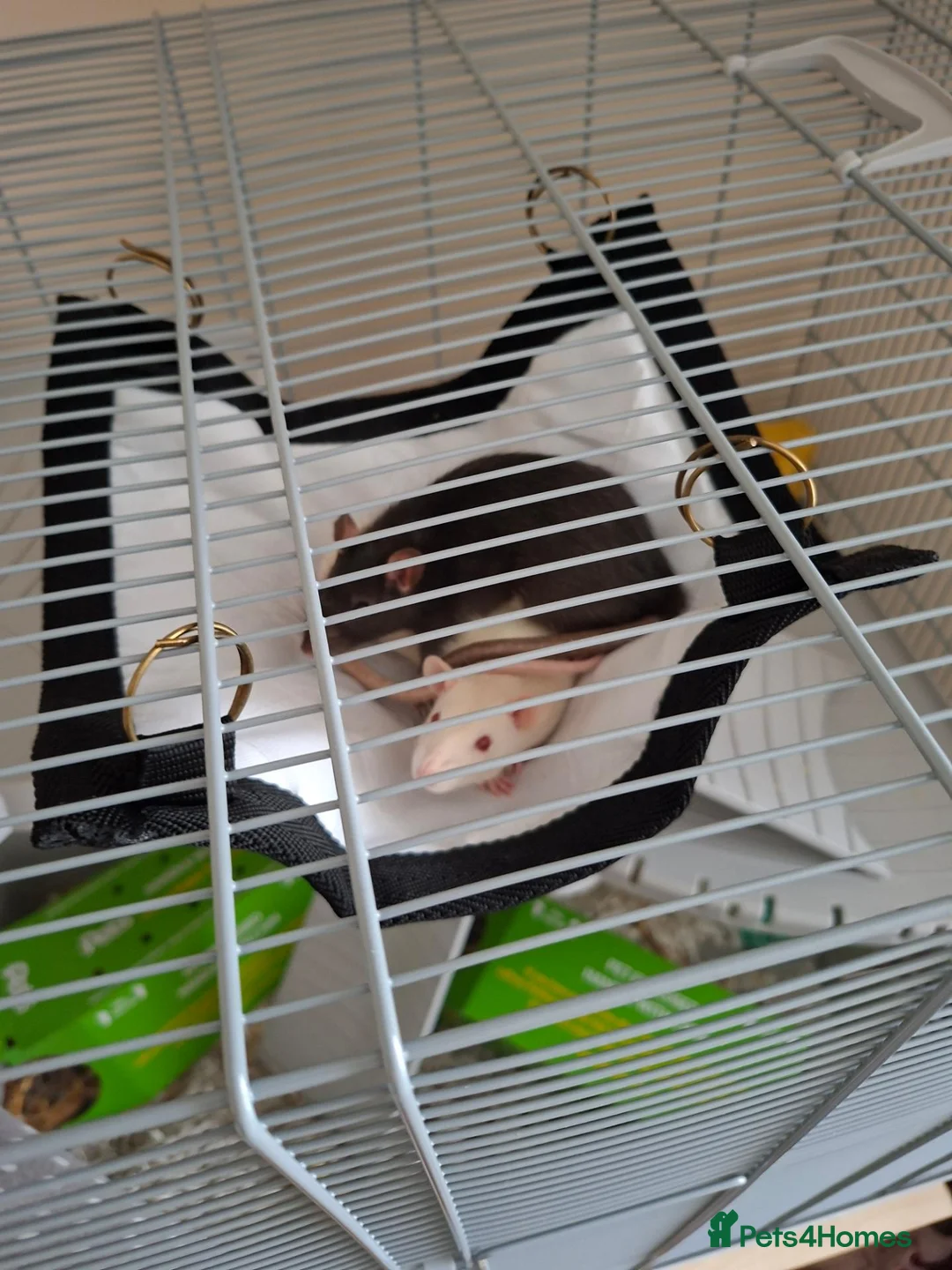 Rat rodents for sale: Phantom and casper in Bridgwater - Advert 1