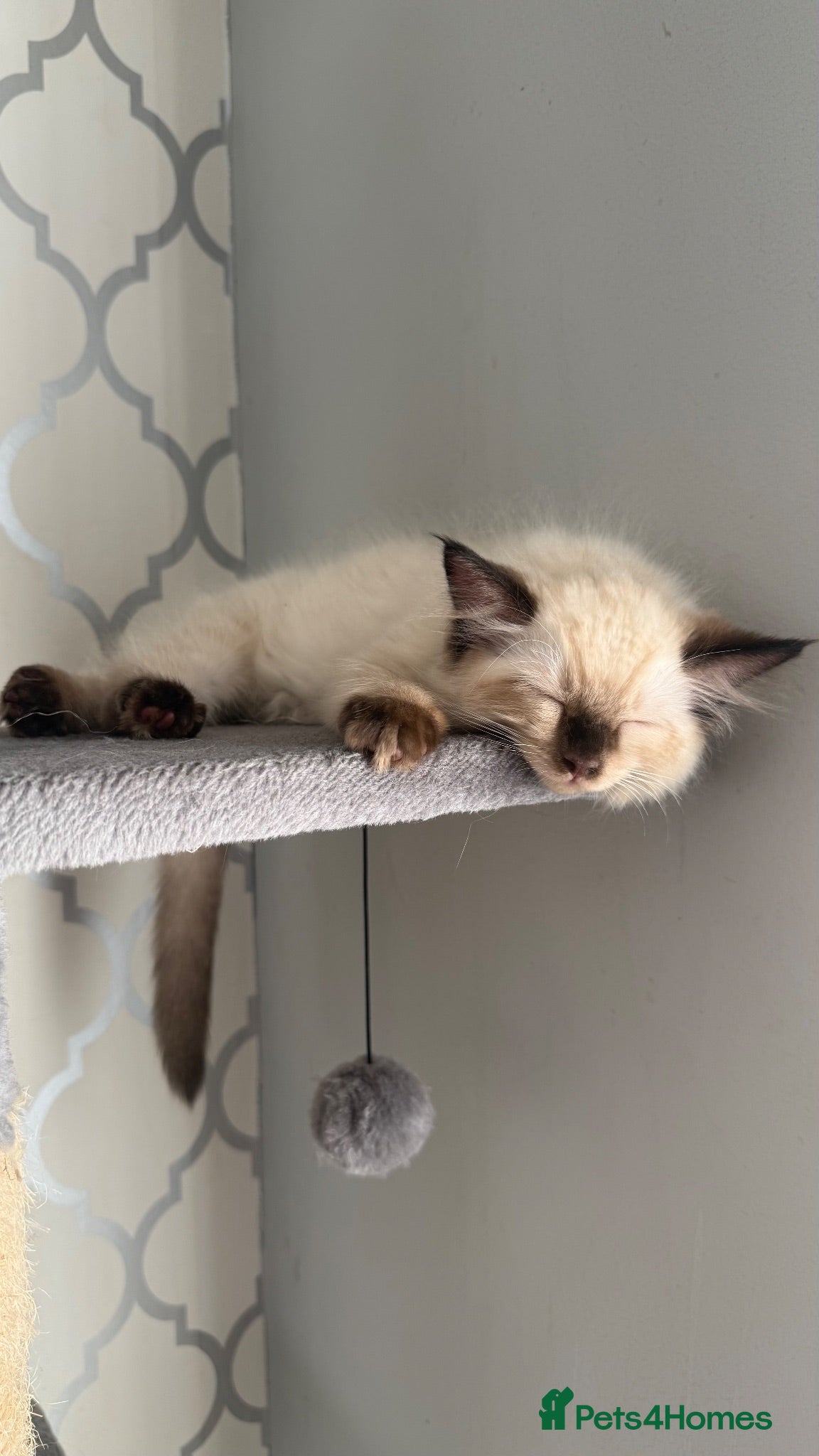 Ragdoll cats 5 males , 2 females  - Advert 1