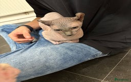Sphynx cats for sale: Two beautiful sphynx cats  - Image 7