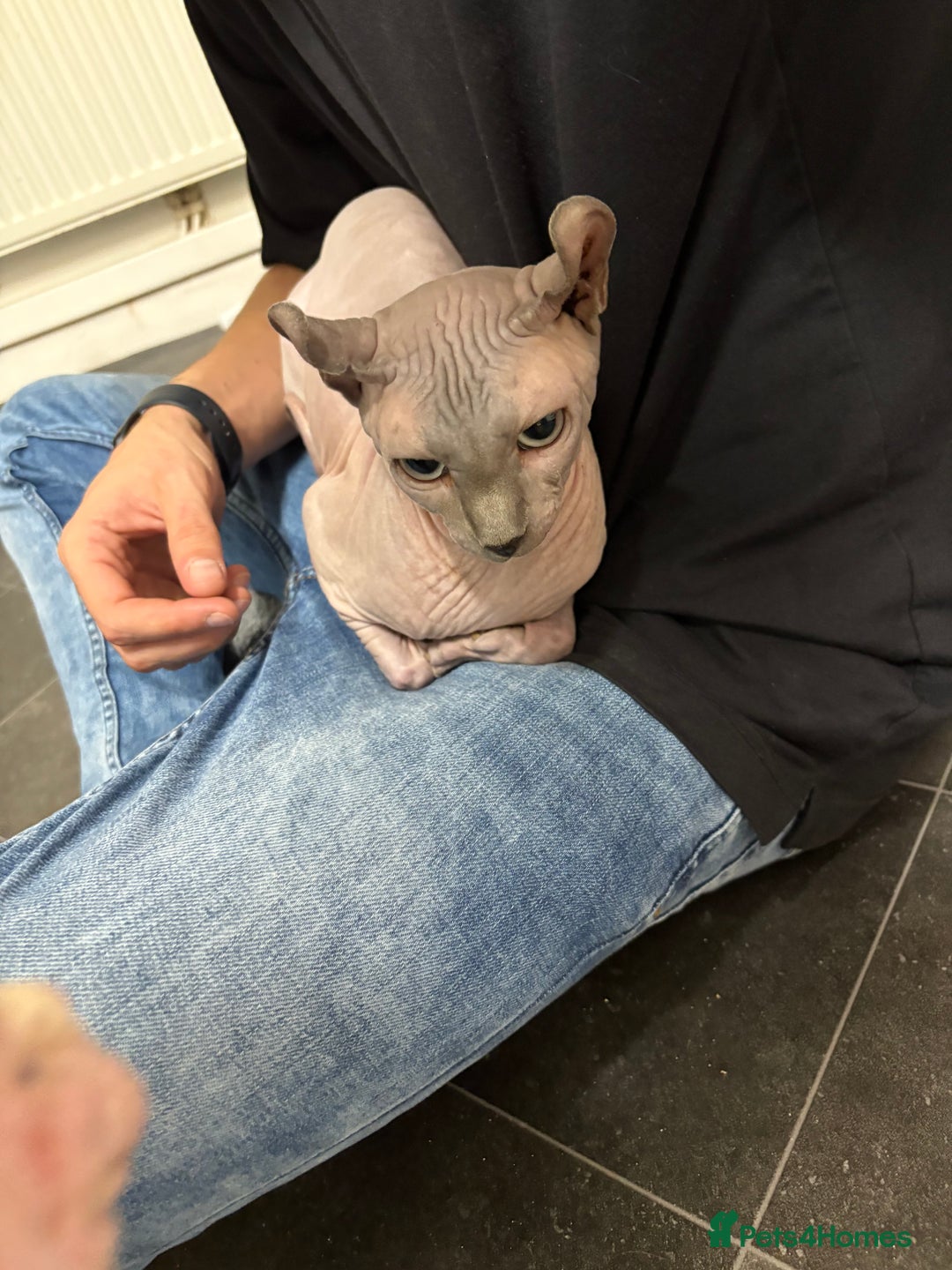 Sphynx cats for sale: Two beautiful sphynx cats  - Image 7