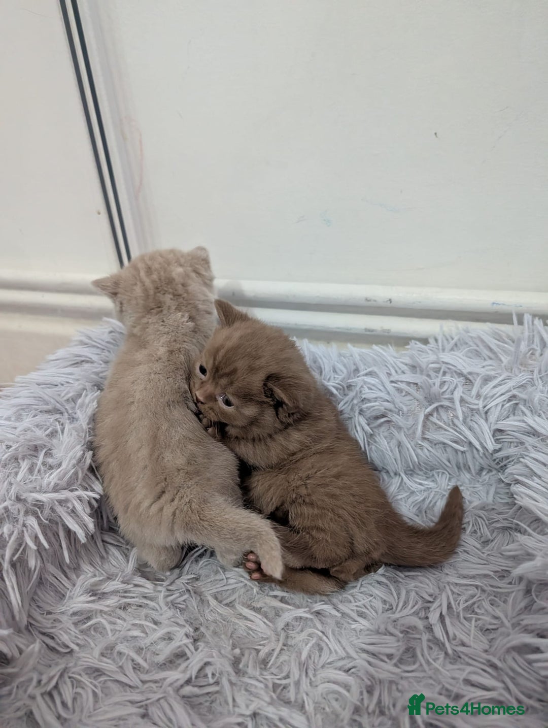 British Shorthair cats for sale: Cute fully british short hair kittens - Advert 6