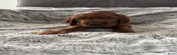Irish Setter dogs for sale: KC registered Irish Setter puppies Bexhill-on-Sea - Advert 14