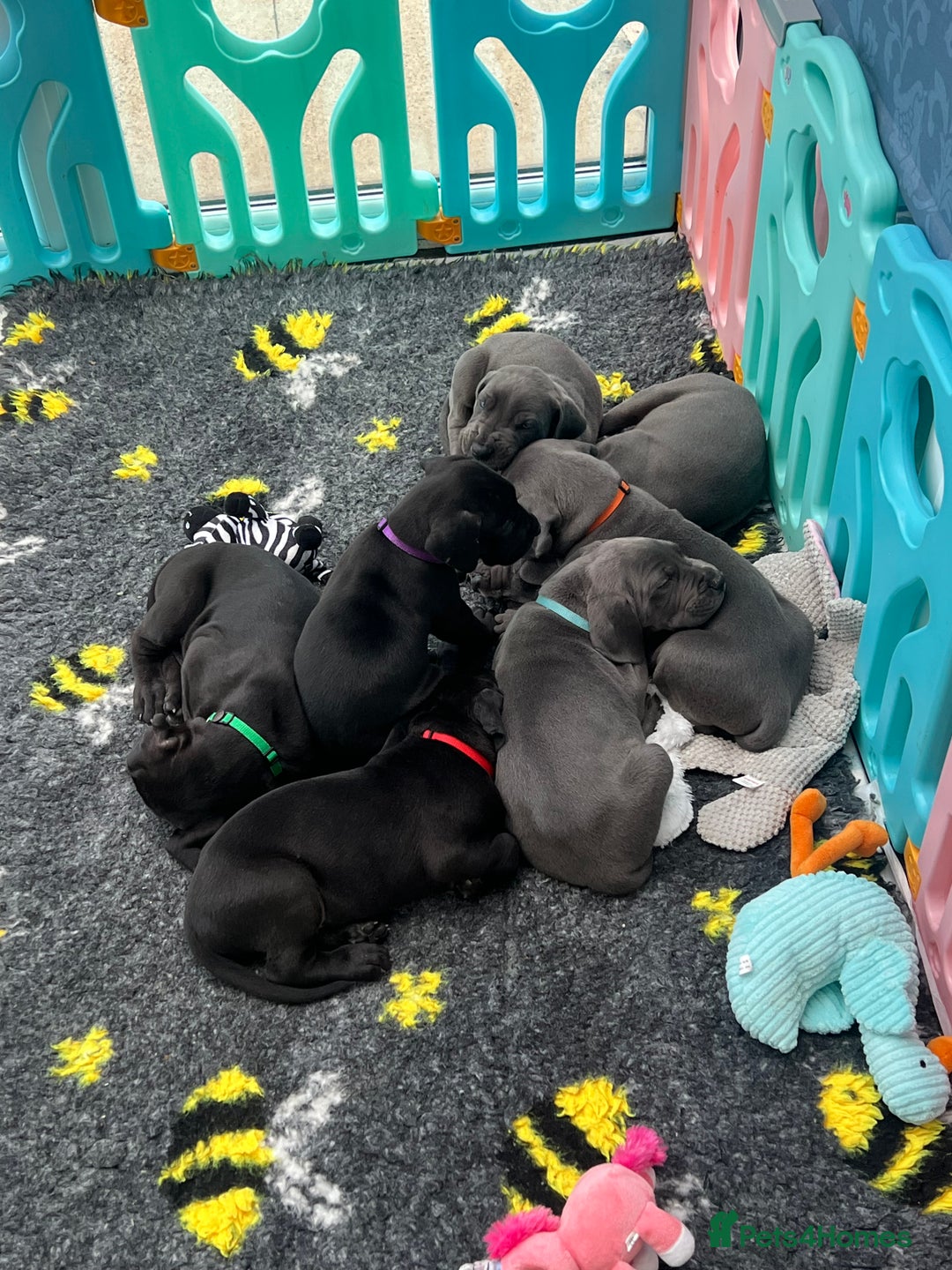 Great Dane dogs for sale: Great Dane puppies - Image 4