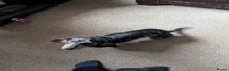 Miniature Dachshund dogs for sale: Needing a new home - Advert 1