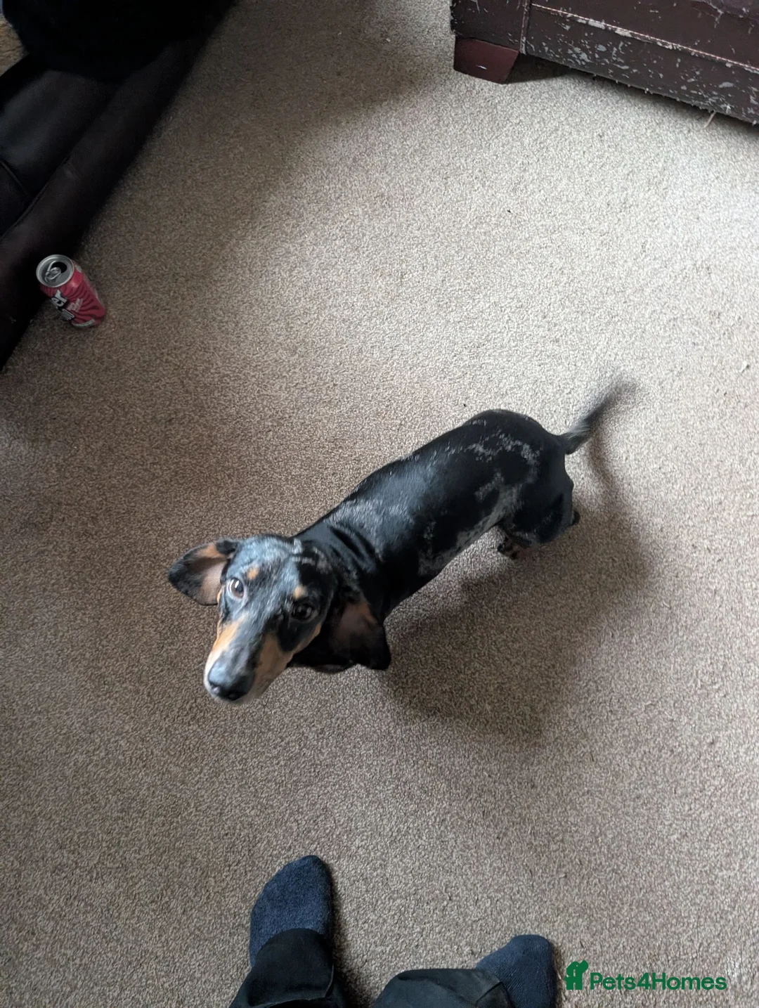 Miniature Dachshund dogs for sale: Needing a new home - Advert 1