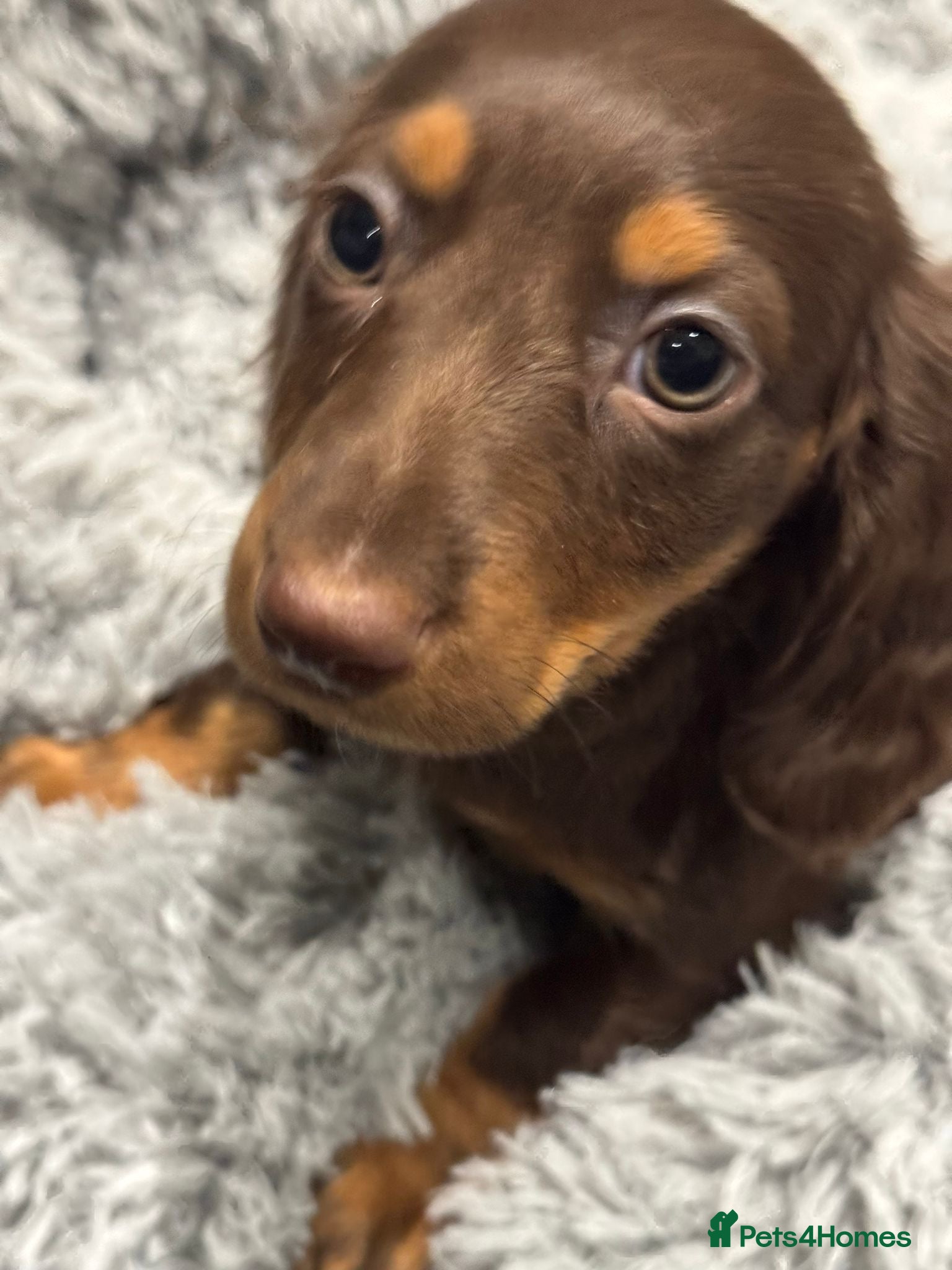 Miniature Dachshund dogs Ready to leave! 1 miniature dachshund puppy - Advert 17