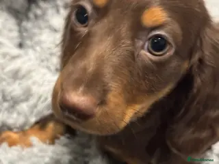 Miniature Dachshund dogs Ready to leave! 1 miniature dachshund puppy - Advert 17