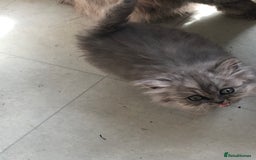 Persian cats for sale: Unique beautiful Persian kittens  - Image 5