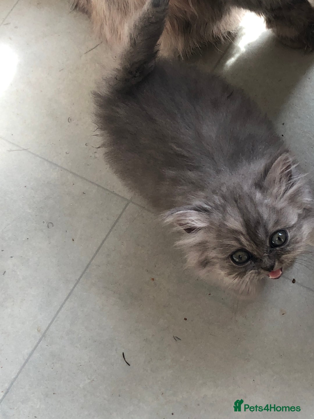 Persian cats for sale: Unique beautiful Persian kittens  - Image 5